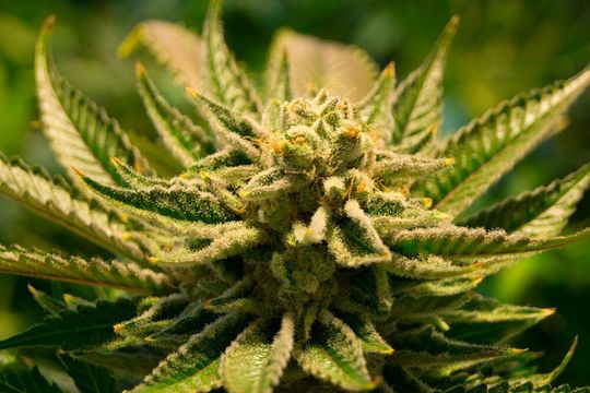 Ein Cannabis-Onlinehändler konstatiert in der zweiten Märzwoche einen Nachfrageanstieg in Höhe von 66 % gegenüber der Vorwoche. Ein Cannabis-Onlinehändler konstatiert in der zweiten Märzwoche einen Nachfrageanstieg in Höhe von 66 % gegenüber der Vorwoche.