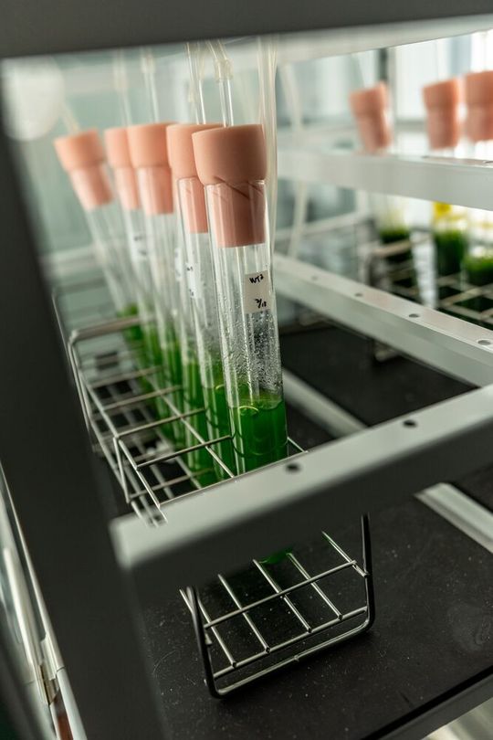 Die Hiroshima University, das Tokyo Institute of Technology und Mazda forschen am Kraftstoff aus Mikroalgen.