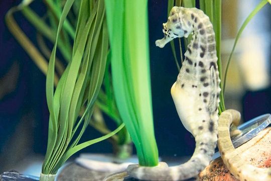 Bei Seepferdchen können die Männchen den Nachwuchs austragen. Bei Seepferdchen können die Männchen den Nachwuchs austragen.