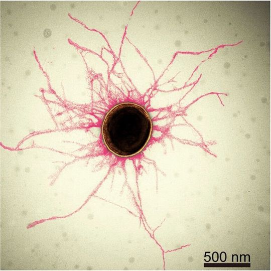 Most bacterial cells are covered in tiny, hair-like structures called pili. Their diameter is smaller than 1/10,000th of a human hair. Most bacterial cells are covered in tiny, hair-like structures called pili. Their diameter is smaller than 1/10,000th of a human hair.