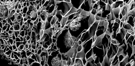 Researchers have designed bionic 3D-printed corals that could help energy production and coral reef research. Researchers have designed bionic 3D-printed corals that could help energy production and coral reef research.
