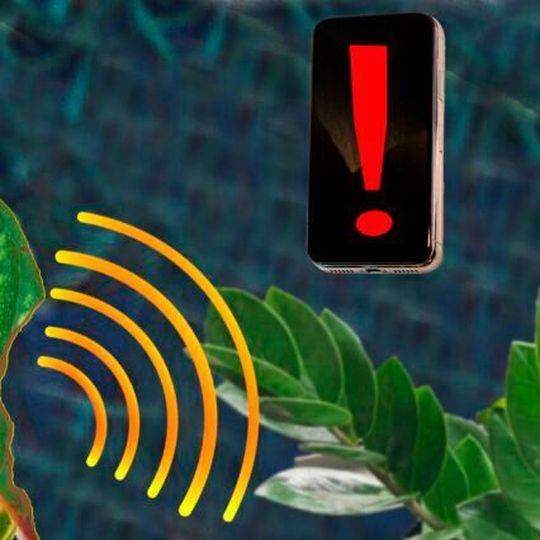 MIT chemical engineers have designed a sensor that can be embedded into plant leaves and measure hydrogen peroxide levels, which indicate that damage has occurred. The signal can be sent to a nearby smartphone. MIT chemical engineers have designed a sensor that can be embedded into plant leaves and measure hydrogen peroxide levels, which indicate that damage has occurred. The signal can be sent to a nearby smartphone.