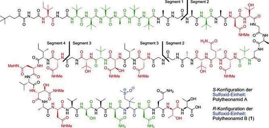 Struktur der Polytheonamide A und B; nicht‐proteinogene Aminosäuren in Grün oder – wenn sie im Rahmen der Totalsynthese von Polytheonamid B (1) zunächst synthetisiert werden mussten – in Rot. Die Sulfoxid‐Aminosäure ist in Blau dargestellt. Struktur der Polytheonamide A und B; nicht‐proteinogene Aminosäuren in Grün oder – wenn sie im Rahmen der Totalsynthese von Polytheonamid B (1) zunächst synthetisiert werden mussten – in Rot. Die Sulfoxid‐Aminosäure ist in Blau dargestellt.