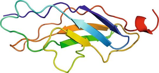 Visualisierung der Verschiedenen Domänen im Protein Titin Visualisierung der Verschiedenen Domänen im Protein Titin