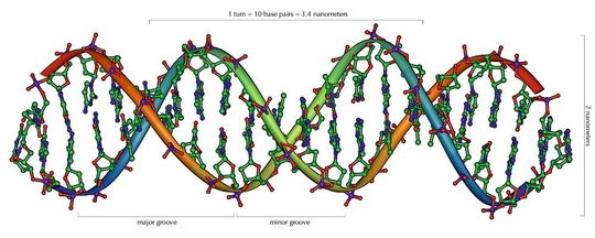 Ausschnitt von 20 Basenpaaren aus der DNA-Doppelhelix (B-Form; Strukturmodell) Ausschnitt von 20 Basenpaaren aus der DNA-Doppelhelix (B-Form; Strukturmodell)