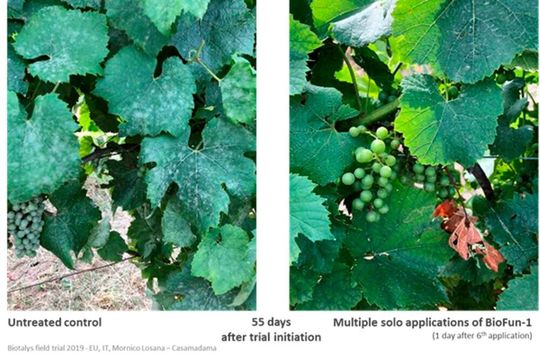Results from the 2019 field trial programme included > 50 efficacy trials against major pests and took place across the United States and key European countries. Results from the 2019 field trial programme included > 50 efficacy trials against major pests and took place across the United States and key European countries.