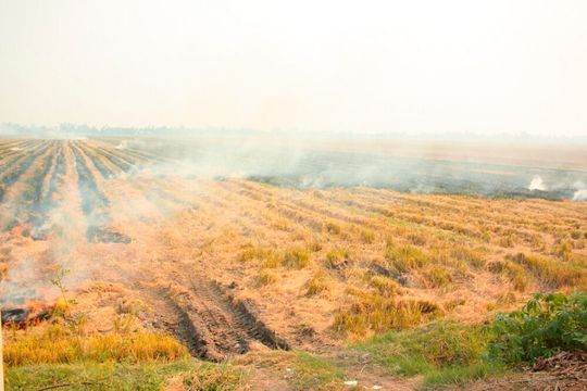 Brennende Reisfelder in Vietnam – „Der Himmel liegt verborgen hinter einem grauen Schleier.“ Brennende Reisfelder in Vietnam – „Der Himmel liegt verborgen hinter einem grauen Schleier.“