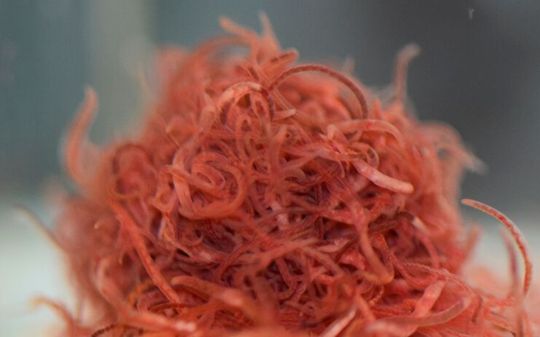 Tubifex worms are thin, wiggling creatures that look somewhat like polymer molecules. Tubifex worms are thin, wiggling creatures that look somewhat like polymer molecules.