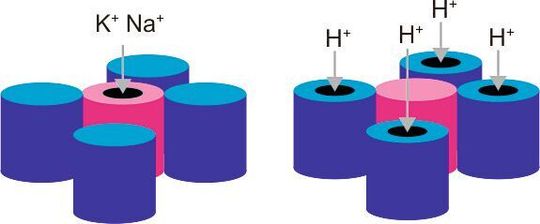 Abbildung 2: Schematischer Aufbau eines klassischen spannungsgesteuerten Ionenkanals (l.) und des neuidentifizierten HCN-like 1-Kanals (r.). In der Peripherie befinden sich die Spannungssensordomänen (VSD, blau). Die zentrale Pore (PD, magenta) leitet die Ionen in den klassischen Ionenkanälen, ist aber nichtfunktionell im HCN-like 1-Kanal. HCNlike 1 leitet stattdessen Protonen über die VSD.
