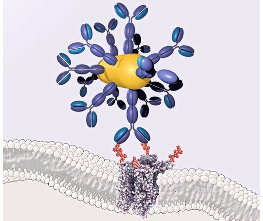 Drei-Komponenten-System zum Herstellen künstlicher „Infrarotsicht“: Antikörper (blau), Gold-Nanorod (gold) und wärmeempfindlicher Kanal (Struktur in der Membran; unterhalb des Antikörper-Gold-Nanorod-Konjugats). Drei-Komponenten-System zum Herstellen künstlicher „Infrarotsicht“: Antikörper (blau), Gold-Nanorod (gold) und wärmeempfindlicher Kanal (Struktur in der Membran; unterhalb des Antikörper-Gold-Nanorod-Konjugats).
