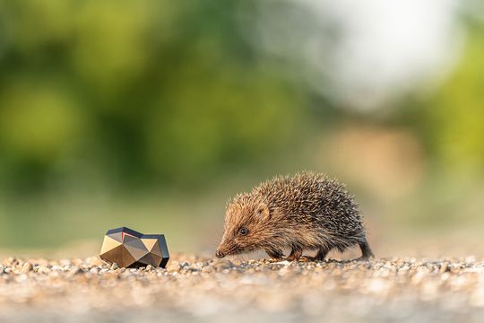 Das Wild-Warngerät Siren7 wiegt rund 50 Gramm und nur ist wenige Zentimeter groß. Das Wild-Warngerät Siren7 wiegt rund 50 Gramm und nur ist wenige Zentimeter groß.