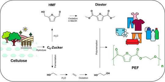 Auf Basis von Cellulose, z.B. Abfälle der Landwirtschaft, kann mit geeigneten Katalysatoren in wenigen Schritten ein nachhaltiger Kunststoff hergestellt werden. Die Anwendungszwecke des PEF sind vielseitig: von Textilfasern bis zu Verpackungsmaterial.