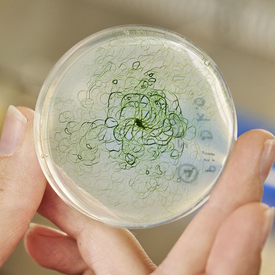 Cyanobakterien als Produzenten von Ethanol oder Wasserstoff – natürlicher Gentransfer könnte das möglich machen. Cyanobakterien als Produzenten von Ethanol oder Wasserstoff – natürlicher Gentransfer könnte das möglich machen.