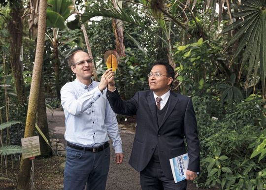 Dr. Jonathan Plentz (l.) und Dr. Guobin Jia bauten Elektroden aus Blättern der Purpur-Magnolie. Dr. Jonathan Plentz (l.) und Dr. Guobin Jia bauten Elektroden aus Blättern der Purpur-Magnolie.
