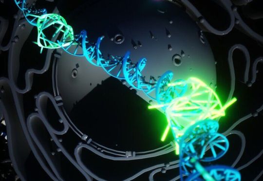 For the first time, scientists have been able to prove the quadruple helix DNA exists in human cells as a stable structure created by normal cellular processes. (green part) For the first time, scientists have been able to prove the quadruple helix DNA exists in human cells as a stable structure created by normal cellular processes. (green part)