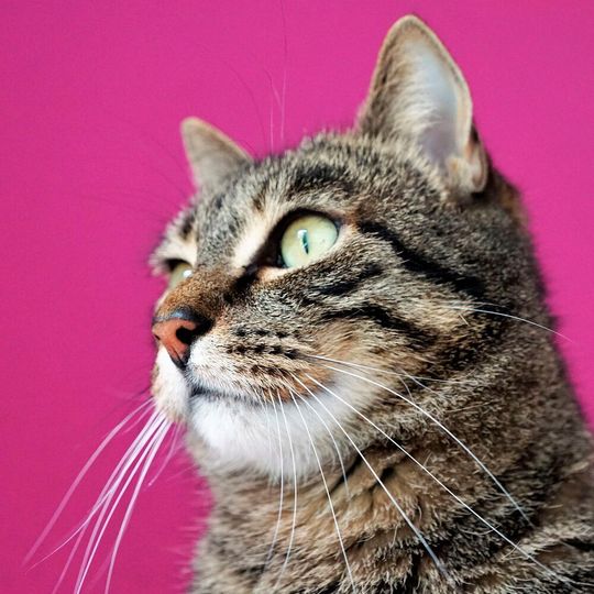 There have been sporadic reports of cats from Covid-19 households that tested positive for Sars-Cov-2. There have been sporadic reports of cats from Covid-19 households that tested positive for Sars-Cov-2.