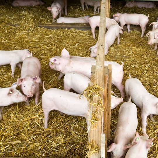 Pigs are ideal mixing vessels for the replication and reassortment of influenza viruses originating from humans, pigs or birds. Pigs are ideal mixing vessels for the replication and reassortment of influenza viruses originating from humans, pigs or birds.