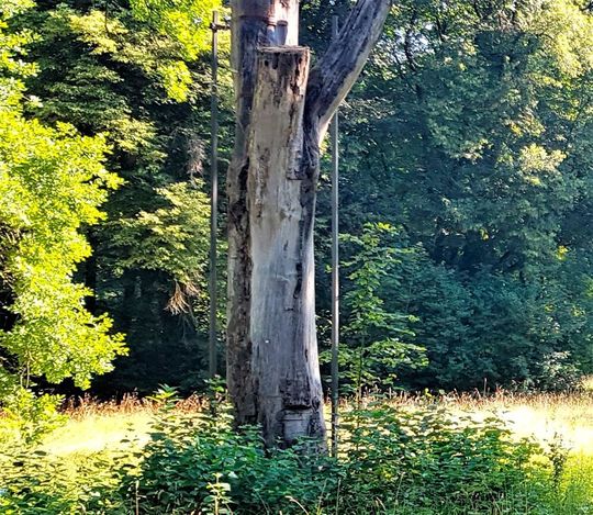 Ich glaub', ich steh' im Wald, fragen sich diese beiden CFK-Stangen jetzt in Augsburg. Das aber, ist aus gutem Grund der Fall, wie Composites United e. V. jetzt erklärt... Ich glaub', ich steh' im Wald, fragen sich diese beiden CFK-Stangen jetzt in Augsburg. Das aber, ist aus gutem Grund der Fall, wie Composites United e. V. jetzt erklärt...