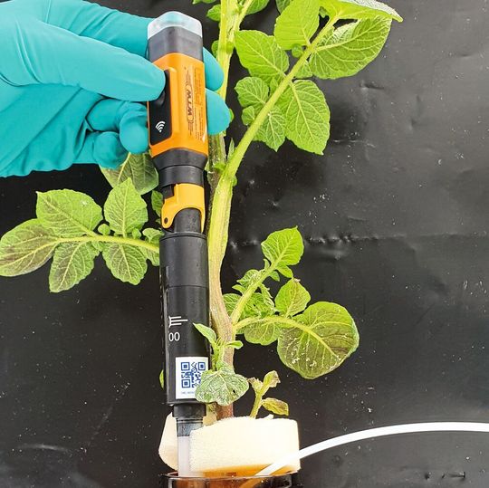 Abb.1: Messung des pH-Wertes mit WTW IDS-Funksensoren bei einer Kartoffelpflanze Abb.1: Messung des pH-Wertes mit WTW IDS-Funksensoren bei einer Kartoffelpflanze