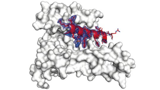 Komplex, bestehend aus dem 14-3-3-Protein (hellgrau), einem Teil des Partnerproteins (rot) und dem maßgeschneiderten „Klebemolekül“ (blau). Komplex, bestehend aus dem 14-3-3-Protein (hellgrau), einem Teil des Partnerproteins (rot) und dem maßgeschneiderten „Klebemolekül“ (blau).