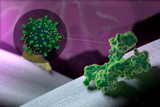 To create vaccine formulations against the Sars-Cov-2 virus, the team included combinations of different antigens derived from the virus’ Spike protein complex in the modular vaccine. To create vaccine formulations against the Sars-Cov-2 virus, the team included combinations of different antigens derived from the virus’ Spike protein complex in the modular vaccine.