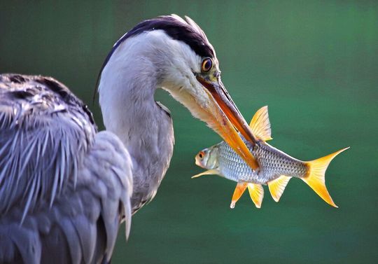 Antidepressiva machen Fische zur leichten Beute. (Symbolbild) Antidepressiva machen Fische zur leichten Beute. (Symbolbild)