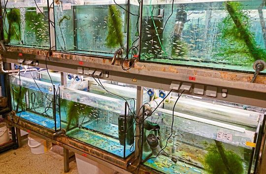 Im Rahmen des Projekts Effect-Net arbeiten WissenschaftlerInnen der Universitäten Heidelberg und Tübingen sowie des Karlsruher Instituts für Technologie zusammen, um die Effekte von Medikamenten und Lebensmittelzusatzstoffen in der aquatischen Umwelt zu erforschen.