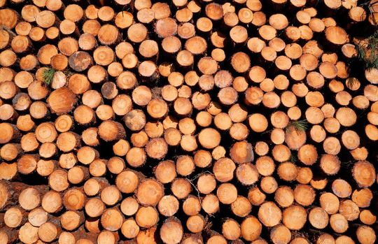Non-edible plants are a promising alternative to crude oil. Non-edible plants are a promising alternative to crude oil.
