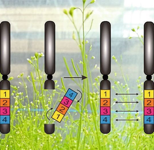 Eine Inversion bei der Ackerschmalwand (Hintergrund) lässt sich mit CRISPR/Cas rückgängig machen (l.), um den Austausch von Genen (r.) im betroffenen Abschnitt wiederzubeleben. Eine Inversion bei der Ackerschmalwand (Hintergrund) lässt sich mit CRISPR/Cas rückgängig machen (l.), um den Austausch von Genen (r.) im betroffenen Abschnitt wiederzubeleben.