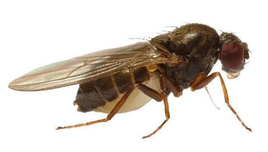 The current standard model could underestimate species' vulnerability to climate warming and extreme temperatures. The current standard model could underestimate species' vulnerability to climate warming and extreme temperatures.