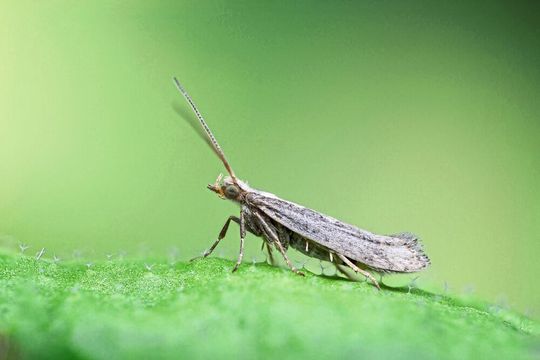 Die Kohlmotte Plutella xylostella ist ein weltweit verbreiteter Schädling. Die Kohlmotte Plutella xylostella ist ein weltweit verbreiteter Schädling.