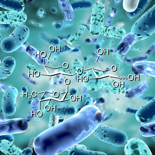 In addition to supporting bifidobacterial growth and a healthy microbiota, HMOs have the capacity to modulate immune function and the gut barrier. In addition to supporting bifidobacterial growth and a healthy microbiota, HMOs have the capacity to modulate immune function and the gut barrier.