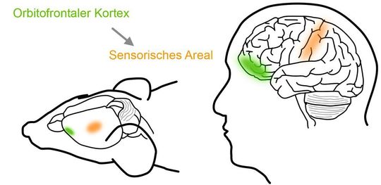 Lage des orbifrontalen Kortex bei Maus und Mensch