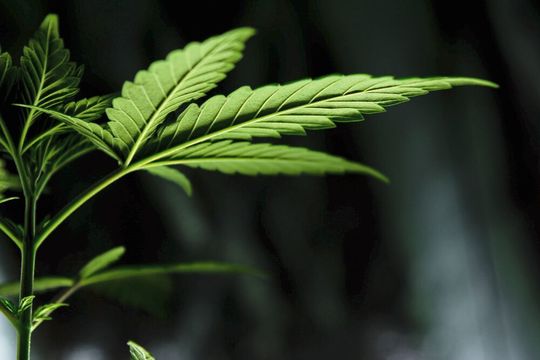Ob sich Cannabinoide gegen Parkinson-Symptome einsetzen lassen, haben Forscher der Uni Innsbruck untersucht (Symbolbild). Ob sich Cannabinoide gegen Parkinson-Symptome einsetzen lassen, haben Forscher der Uni Innsbruck untersucht (Symbolbild).
