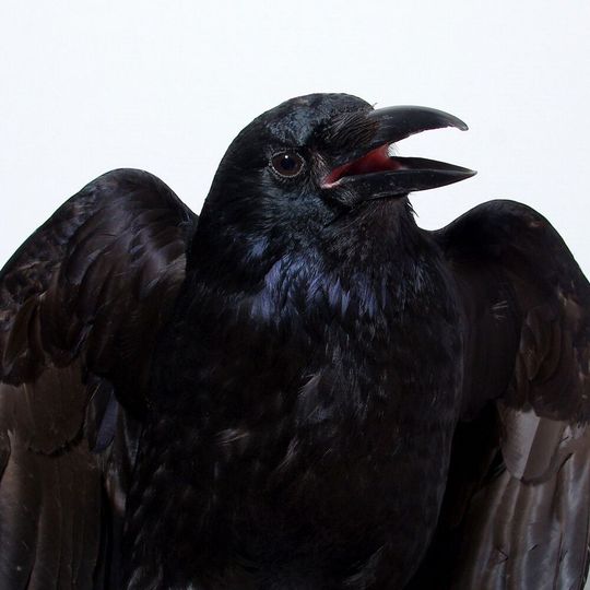 Neuroscientific data indicate that crows are capable of consciously perceiving sensory input – a capability that was previously only demonstrated in humans and other primates. Neuroscientific data indicate that crows are capable of consciously perceiving sensory input – a capability that was previously only demonstrated in humans and other primates.
