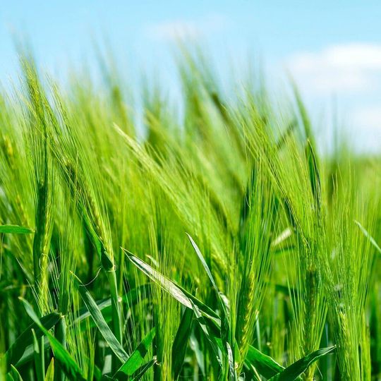 Syngenta hat die Übernahme von Valagro bekannt gegeben, einem führenden Hersteller biologischer Pflanzenschutzmittel mit Hauptsitz im italienischen Atessa. Syngenta hat die Übernahme von Valagro bekannt gegeben, einem führenden Hersteller biologischer Pflanzenschutzmittel mit Hauptsitz im italienischen Atessa.
