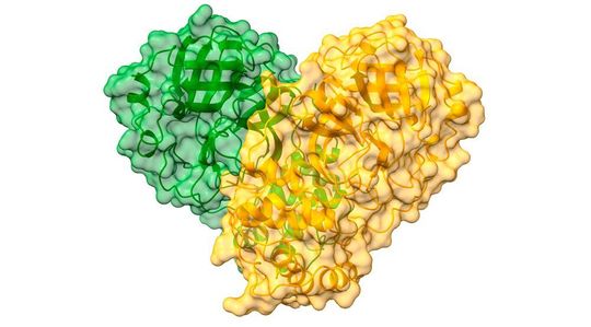 Structure of Sars-Cov-2 Main protease. Cartoon representation of the Covid-19 dimer with a semi-transparent surface in green and orange delineating each monomer. Structure of Sars-Cov-2 Main protease. Cartoon representation of the Covid-19 dimer with a semi-transparent surface in green and orange delineating each monomer.