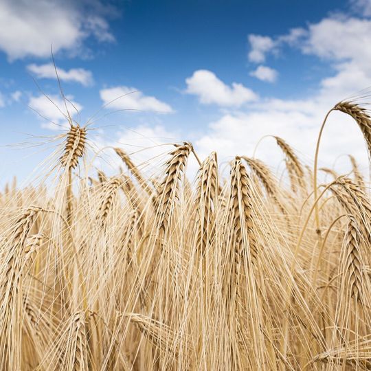 Für den Anstieg der klimaschädlichen Lachgaskonzentration in der Atmosphäre ist vor allem der Düngemitteleinsatz in der Landwirtschaft verantwortlich. Für den Anstieg der klimaschädlichen Lachgaskonzentration in der Atmosphäre ist vor allem der Düngemitteleinsatz in der Landwirtschaft verantwortlich.