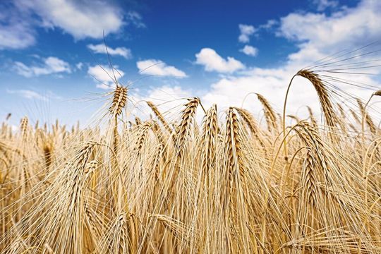Für den Anstieg der klimaschädlichen Lachgaskonzentration in der Atmosphäre ist vor allem der Düngemitteleinsatz in der Landwirtschaft verantwortlich. Für den Anstieg der klimaschädlichen Lachgaskonzentration in der Atmosphäre ist vor allem der Düngemitteleinsatz in der Landwirtschaft verantwortlich.