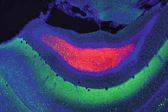 Schichten des Hippocampus. Die Zellkörper der Moos-Zellen sind rot, Interneuronen, welche die Neuronen verbinden, sind grün, und andere Neuronen sind blau dargestellt. Schichten des Hippocampus. Die Zellkörper der Moos-Zellen sind rot, Interneuronen, welche die Neuronen verbinden, sind grün, und andere Neuronen sind blau dargestellt.