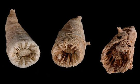 Analysis of the fossil remains of deep-sea corals (pictured here) were used to examine the history of the oceans and connections to global climate. Analysis of the fossil remains of deep-sea corals (pictured here) were used to examine the history of the oceans and connections to global climate.