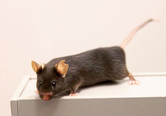 Die Verhaltensbiologen testeten ihren neu entwickelten Versuchsaufbau an Mäusen. Die Verhaltensbiologen testeten ihren neu entwickelten Versuchsaufbau an Mäusen.