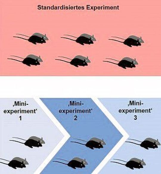 Durch kleinere, unabhängige Experimente verbessert sich die Reproduzierbarkeit und Aussagekraft von Tierstudien.