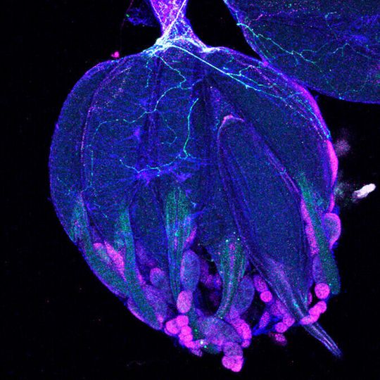 Researchers from the University of Tsukuba identified a novel mechanism that determines how mating affects the behavior of germline stem cells. Researchers from the University of Tsukuba identified a novel mechanism that determines how mating affects the behavior of germline stem cells.