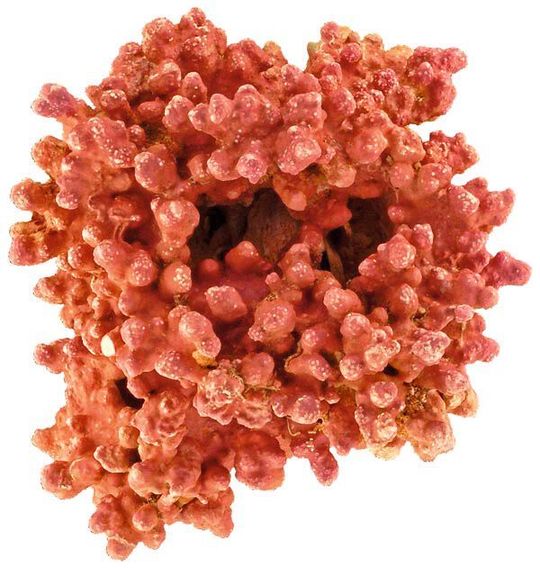 Coralline Rotalgen Coralline Rotalgen