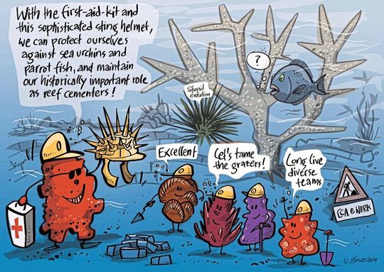 Coralline Rotalgen halfen Korallen durch so manche Kriese. Sie schützten die Korallen etwa vor Pflanzenfressern wie Seeigeln.