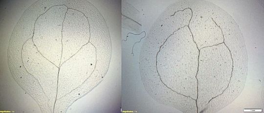 Unorganisiertes Gefäßsystem: In Blättern der Pflanzen, denen ein Teil des Rezeptorkomplexes – CANAR fehlte, bildeten sich unzusammenhängende Adern (rechte Seite). Die linke Seite zeigt die normale Venenbildung.