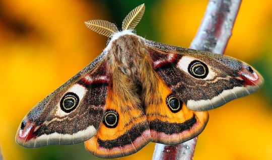 The two pectinate antennes on the head of a butterfly are essentially very complex olfactory organs. The two pectinate antennes on the head of a butterfly are essentially very complex olfactory organs.