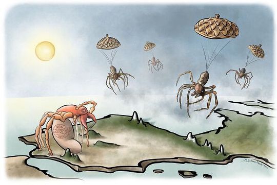 The study led by the UB and IBRio reveals how environmental factors affect the distribution of biodiversity of spiders in the peninsular territory. The study led by the UB and IBRio reveals how environmental factors affect the distribution of biodiversity of spiders in the peninsular territory.