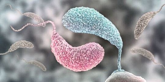 Wie Yin und Yang: zwei konkurrierende Signalmoleküle bestimmen den Lebensstil von Caulobacter (pink: Schwärmerzelle mit hohem ppGpp Level; blau: sesshafte Form mit hohem c-di-GMP Level; Symbolbild) Wie Yin und Yang: zwei konkurrierende Signalmoleküle bestimmen den Lebensstil von Caulobacter (pink: Schwärmerzelle mit hohem ppGpp Level; blau: sesshafte Form mit hohem c-di-GMP Level; Symbolbild)